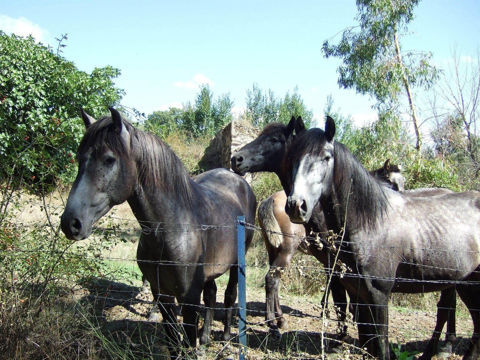 فندق Cacesفي  Alojamiento Rural Historico El Vaqueril المظهر الخارجي الصورة