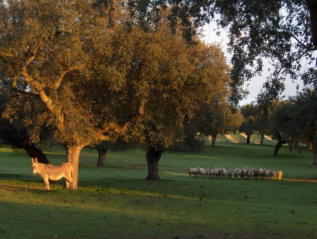 فندق Cacesفي  Alojamiento Rural Historico El Vaqueril المظهر الخارجي الصورة